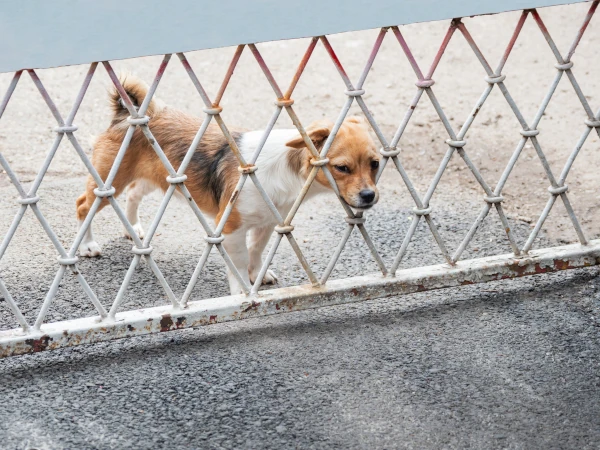 Abbandono di animali cosa rischi davvero secondo l’art. 727 c.p.